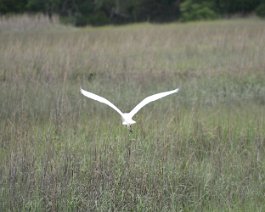 osprey